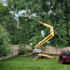 Best Storm Damage Tree Cleanup  in Aptos, CA