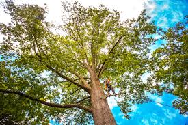 Best Emergency Tree Removal  in Aptos, CA