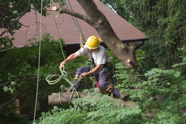 Seasonal Cleanup (Spring/Fall) in Aptos, CA