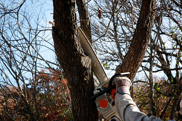 Best Tree Trimming and Pruning  in Aptos, CA