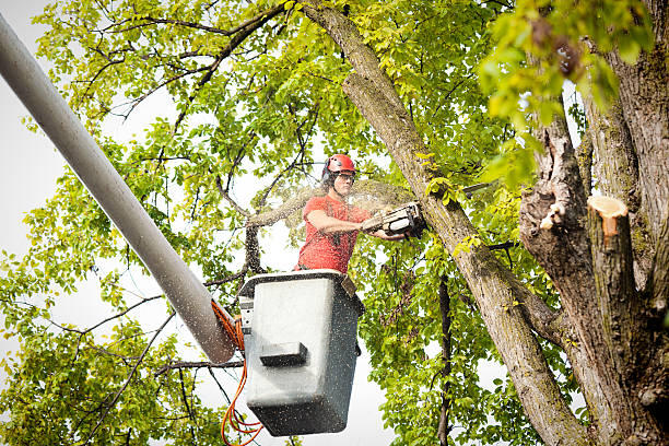 Best Root Management and Removal  in Aptos, CA