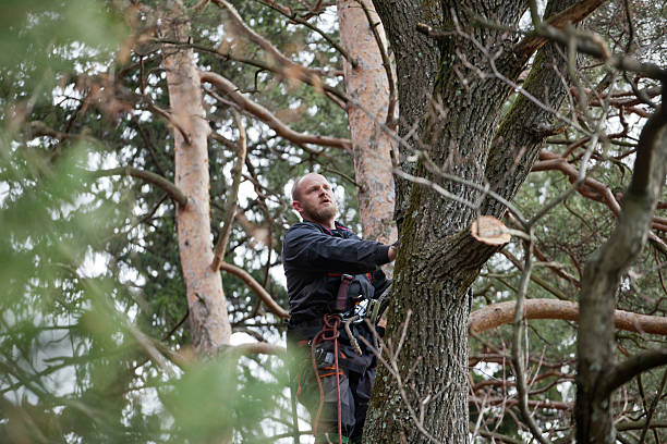  Aptos, CA Tree Care Pros